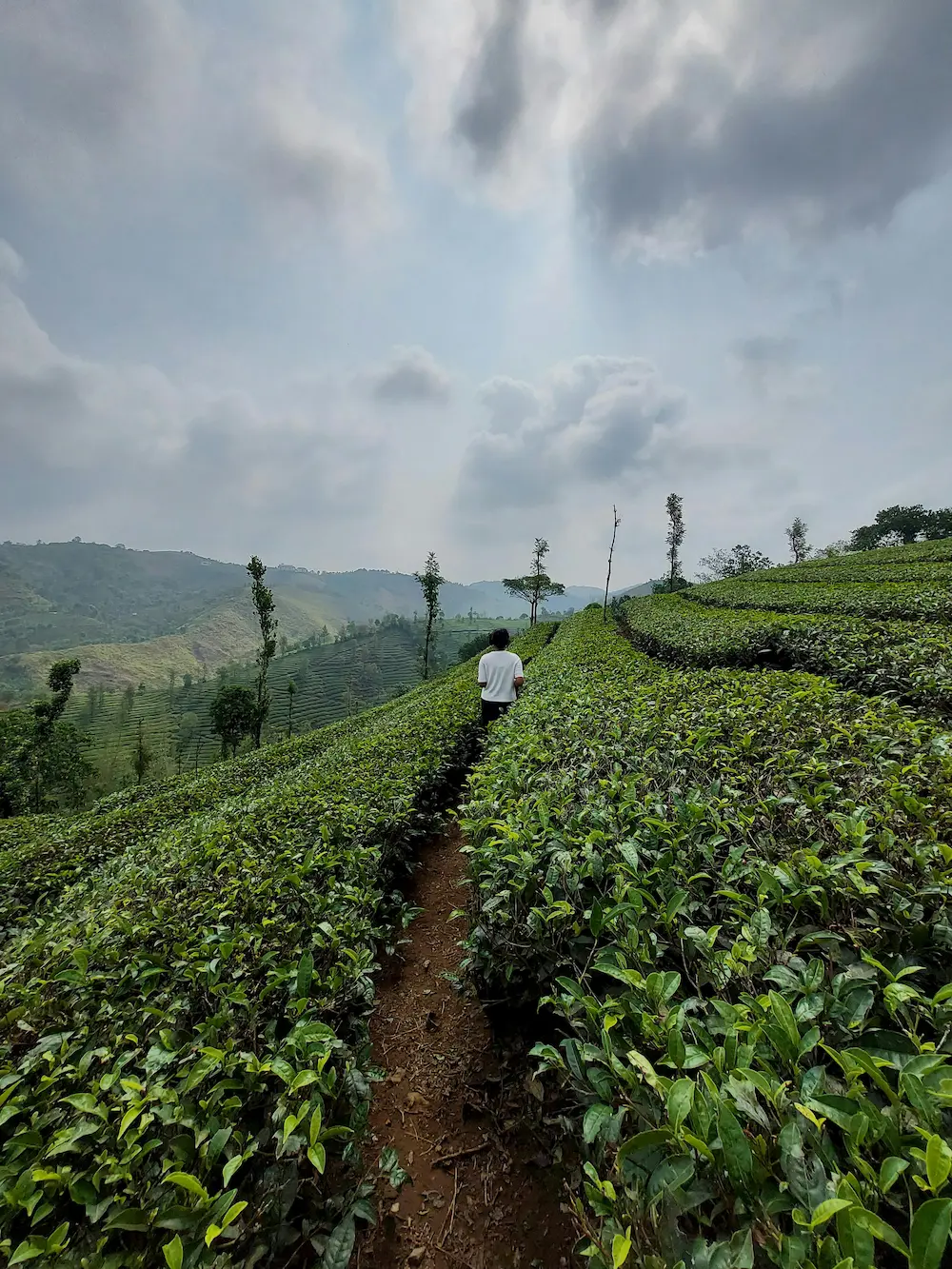 - %product's brand% - Gourmet Spices by Every Ingredient