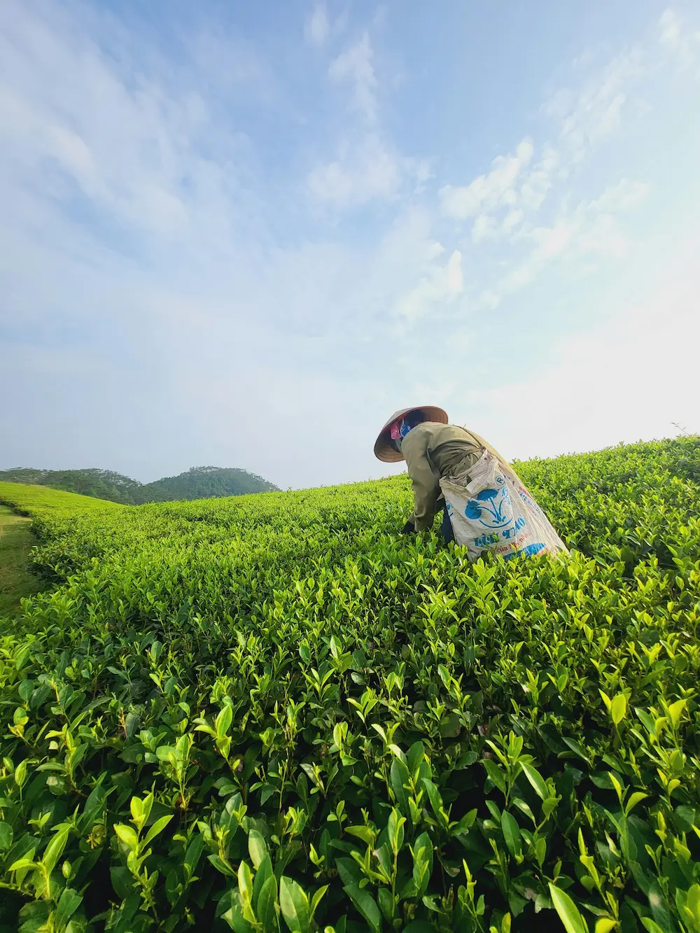 - %product's brand% - Gourmet Spices by Every Ingredient